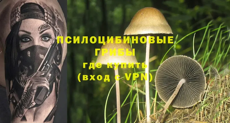 где продают наркотики  Муравленко  Псилоцибиновые грибы Psilocybe 